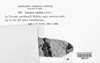 Lecanora cateilea image